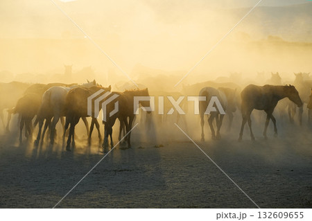 夕暮れの野生馬 132609655