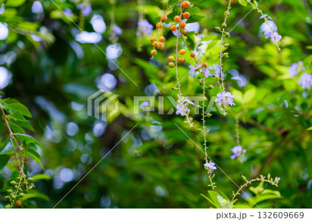 竹富島で見つけた南国の豊かな大自然と文化を感じる風景 132609669