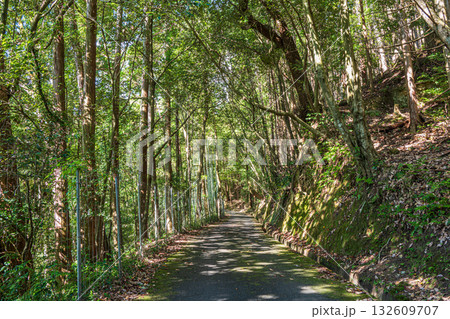 高槻市原の樹林風景 高槻市原の樹林風景 132609707
