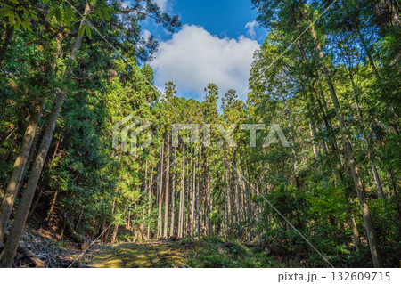 高槻市原の樹林風景 132609715