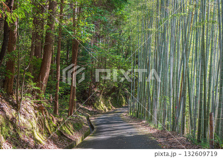 高槻市原の樹林風景 132609719