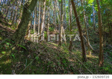 高槻市原の樹林風景 132609720