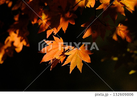 朝日に照らされて浮かび上がる紅葉(もみじ) 朝日に照らされて浮かび上がる紅葉(もみじ) 132609806