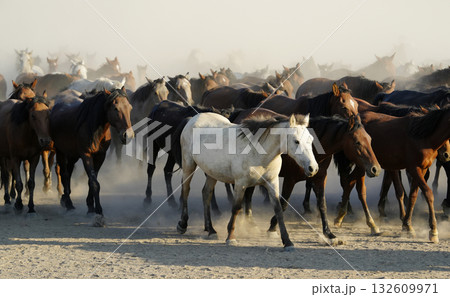 行進する野生馬 行進する野生馬 132609971