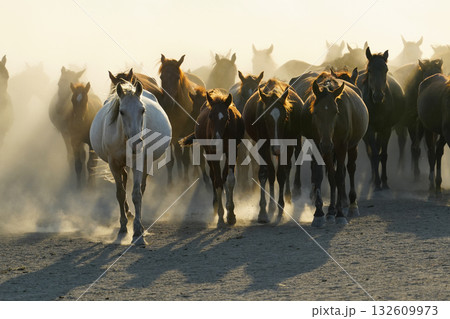 行進する野生馬 132609973