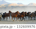 行進する野生馬 132609976