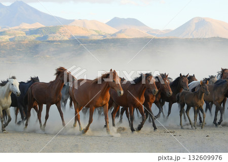 行進する野生馬 132609976