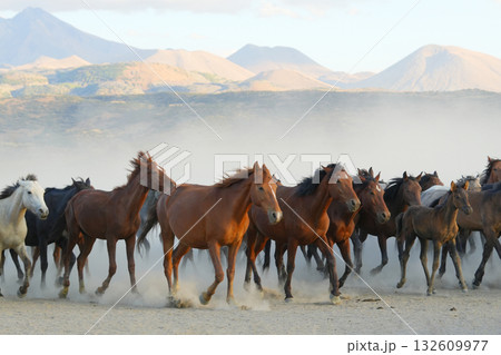 行進する野生馬 行進する野生馬 132609977