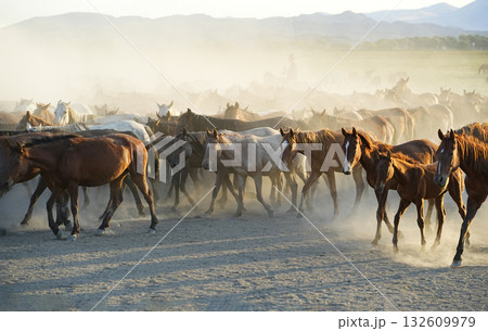 行進する野生馬 132609979