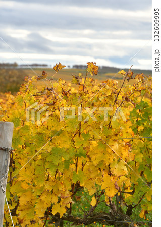 秋に色づいたサンセールのブドウ畑 — フランス・ロワール地方。2025年10月28日撮影。 132609995