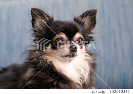 チワワ　ロングコート 132610345