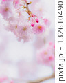 春の光に包まれた幻想的な枝垂桜 132610490