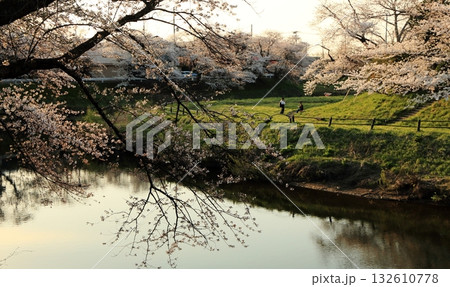 太平川の土手と満開の桜 132610778