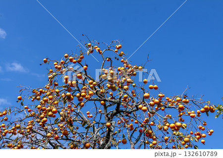 秋によく見かける風景、青空を背にした柿の木 132610789