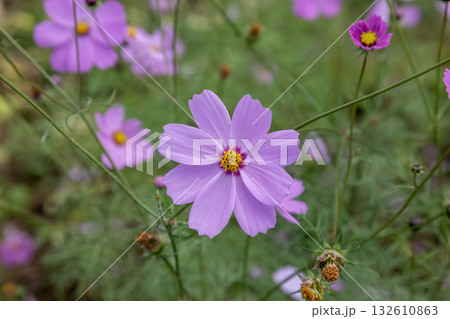 朝の柔らかな光を背に健やかに咲く桃色コスモス 朝の柔らかな光を背に健やかに咲く桃色コスモス 132610863