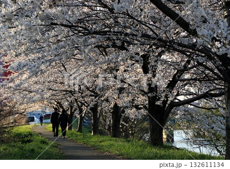 今はない太平川満開の桜並木 今はない太平川満開の桜並木 132611134