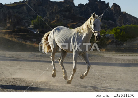疾走するアラブ種 132611170