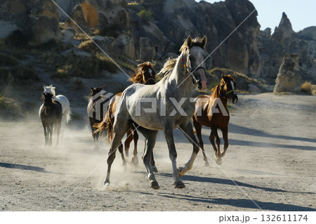 疾走するアラブ種 132611174