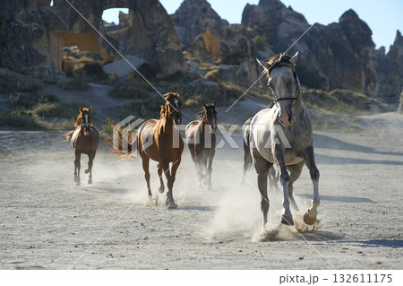 疾走するアラブ種 132611175