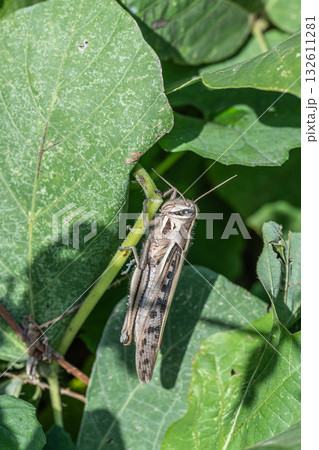 草につかまるツチイナゴ 132611281