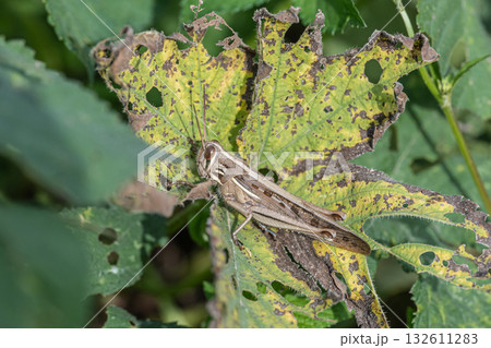 ツチイナゴ 132611283