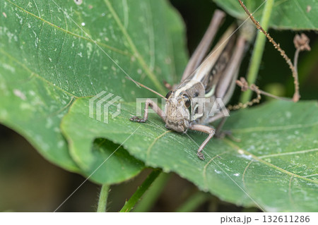 ツチイナゴ 132611286