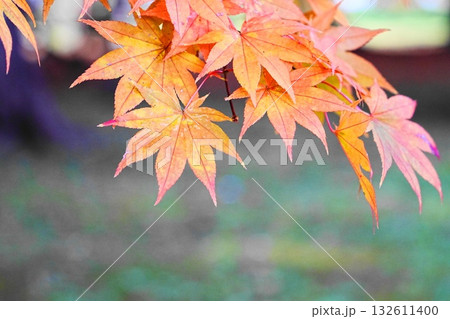 紅葉したモミジ 132611400