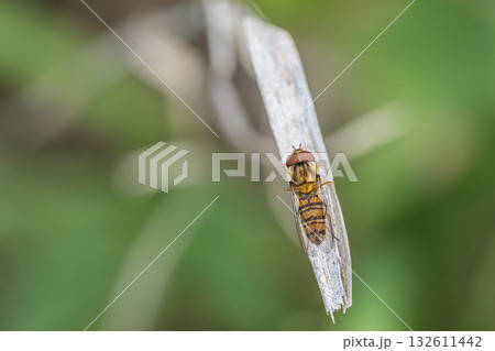 枯れ葉に止まるホソヒラタアブ（オス） 132611442