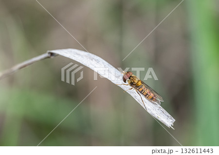 枯れ葉に止まるホソヒラタアブ(オス) 枯れ葉に止まるホソヒラタアブ(オス) 132611443