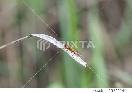 枯れ葉に止まるホソヒラタアブ（オス） 132611444