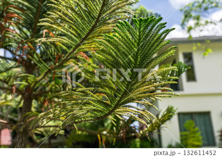 A Captivating and Exotic Closeup of a Pine Leaf Photographed in a Gorgeous, Lush Garden Setting A Captivating and Exotic Closeup of a Pine Leaf Photographed in a Gorgeous, Lush Garden Setting 132611452