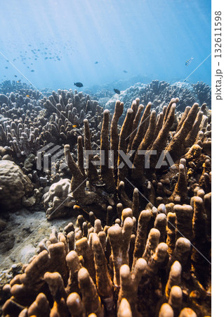 Blue ocean with corals and sun rays. Tranquil underwater scene with copy space. Blue ocean with corals and sun rays. Tranquil underwater scene with copy space. 132611598