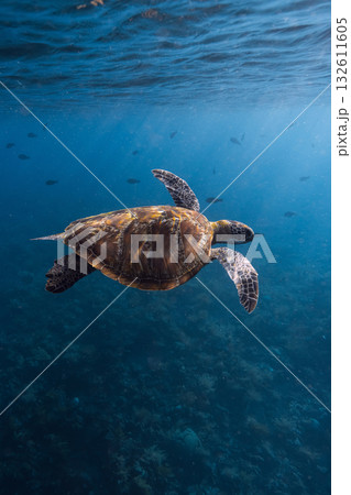 Turtle glides in blue ocean. Turtle swim underwater Turtle glides in blue ocean. Turtle swim underwater 132611605