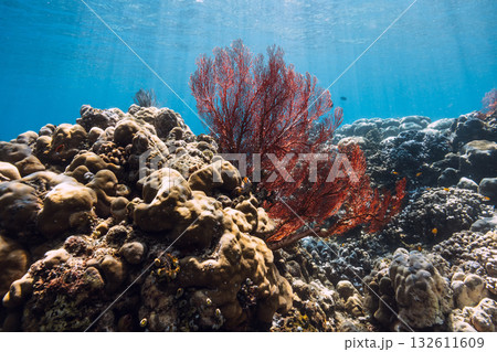 Red corals underwater in blue ocean. Red corals underwater in blue ocean. 132611609
