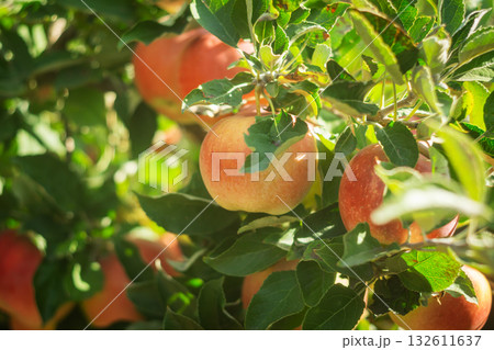 Ripe red apples on tree branches in sunny orchard 132611637