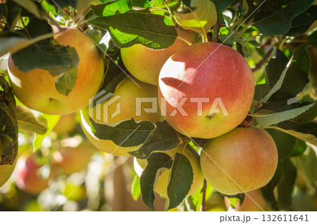 Ripe red apples on tree branches in sunny orchard 132611641