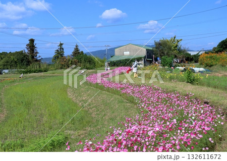 蛇行する秋桜の川 (高知県 奈半利町) 蛇行する秋桜の川 (高知県 奈半利町) 132611672