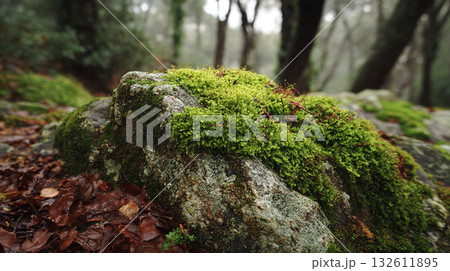自然のテクスチャ：苔むした岩のクローズアップとボケた背景 132611895