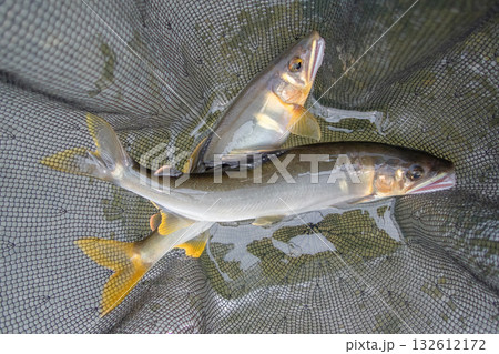釣りたての奇麗な天然鮎 釣りたての奇麗な天然鮎 132612172