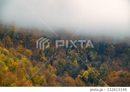 A forest with trees in various stages of fall 132613148