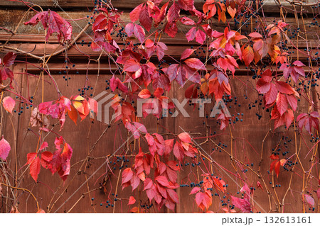 A wall covered in red leaves and berries 132613161