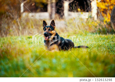 A black and brown dog is laying in the grass A black and brown dog is laying in the grass 132613298