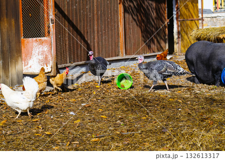 A group of turkeys and chickens are gathered around a green bucket A group of turkeys and chickens are gathered around a green bucket 132613317
