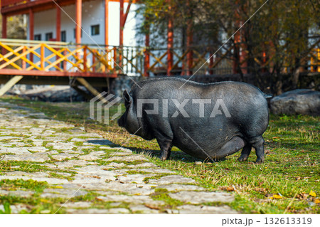 A large pig is walking on a grassy area next to a stone walkway A large pig is walking on a grassy area next to a stone walkway 132613319