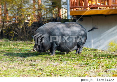 A large pig is walking through a grassy field 132613322