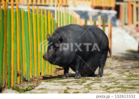 A large black pig is standing in front of a green fence 132613332