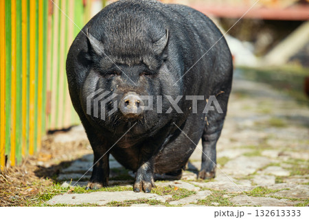 A large pig is standing on a brick walkway 132613333