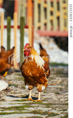 A rooster stands in front of a fence with other chickens behind it 132613335