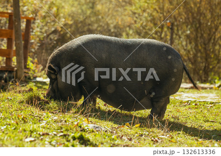 A small pig is eating grass in a field 132613336