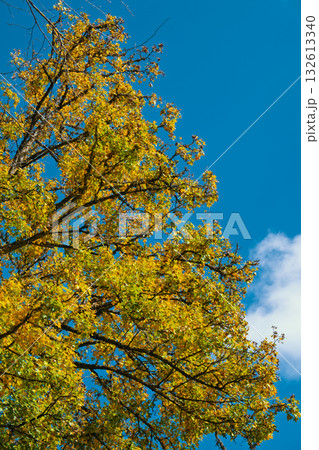 A tree with yellow leaves is in front of a blue sky A tree with yellow leaves is in front of a blue sky 132613340